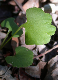 Kidney-leaved Buttercup