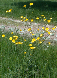 Meadow Buttercup