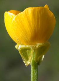 Bulbous Buttercup