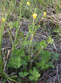 Bulbous Buttercup