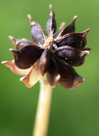 Bulbous Buttercup