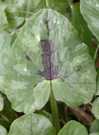 Lesser Celandine