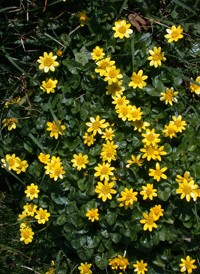 Lesser Celandine