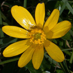 Lesser Celandine