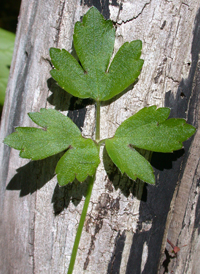 Hispid Buttercup