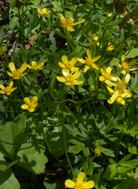 Hispid Buttercup