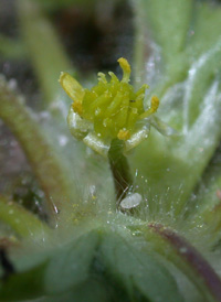 Small-flowered Buttercup