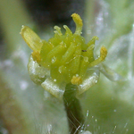 Small-flowered Buttercup