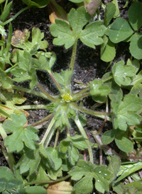 Small-flowered Buttercup