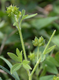 Small-flowered Buttercup