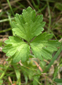 Creeping Buttercup