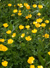 Creeping Buttercup