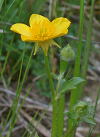 Hairy Buttercup