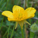 Hairy Buttercup Hairy Buttercup
