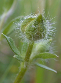 Hairy Buttercup