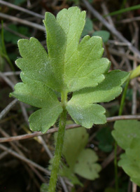 Hairy Buttercup