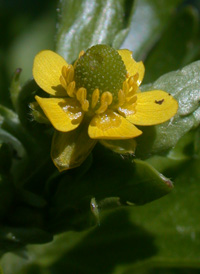 Celery-leaved Buttercup