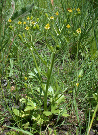 Celery-leaved Buttercup