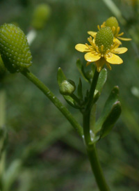 Celery-leaved Buttercup