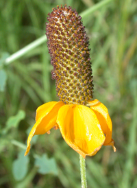 Columnar Prairie Coneflower