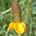 Columnar Prairie Coneflower Columnar Prairie Coneflower
