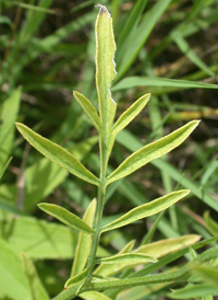 Columnar Prairie Coneflower