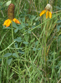 Columnar Prairie Coneflower