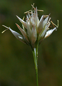 White Beak-sedge