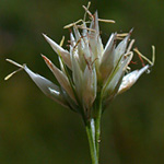 White Beak-sedge