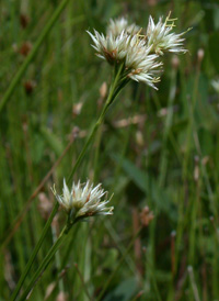 White Beak-sedge