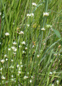 White Beak-sedge