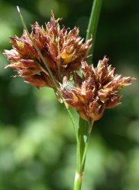 Brownish Beak-sedge