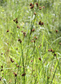 Brownish Beak-sedge