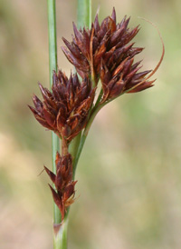 Brownish Beak-sedge