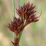 Brownish Beak-sedge