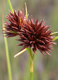 Bunched Beak-sedge