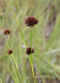 Bunched Beak-sedge