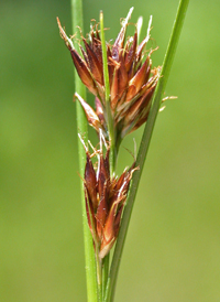 Brownish Beak-sedge