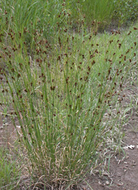 Brownish Beak-sedge