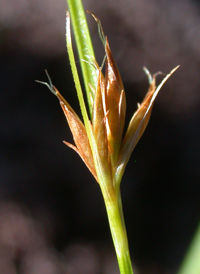 Thread-leaved Beak-sedge