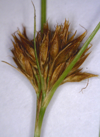 Thread-leaved Beak-sedge