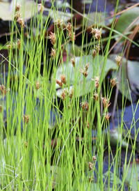 Brown Beak-sedge