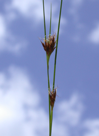 Brown Beak-sedge