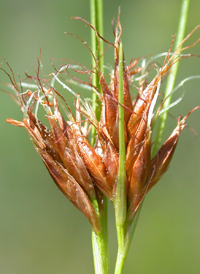 Brown Beak-sedge