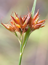 Slender Beak-sedge