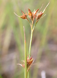 Slender Beak-sedge