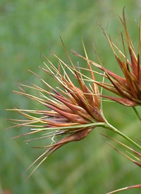 Tall Horned Beak-sedge