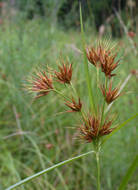 Tall Horned Beak-sedge