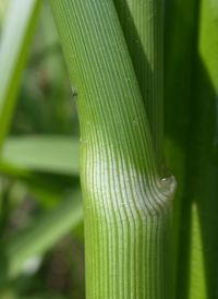 Tall Horned Beak-sedge