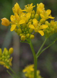 Marsh Yellowcress